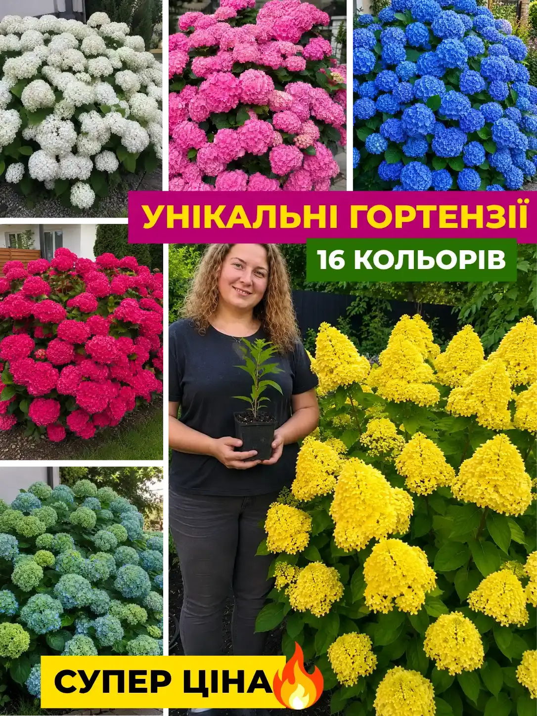 Гортензія в горщику П9