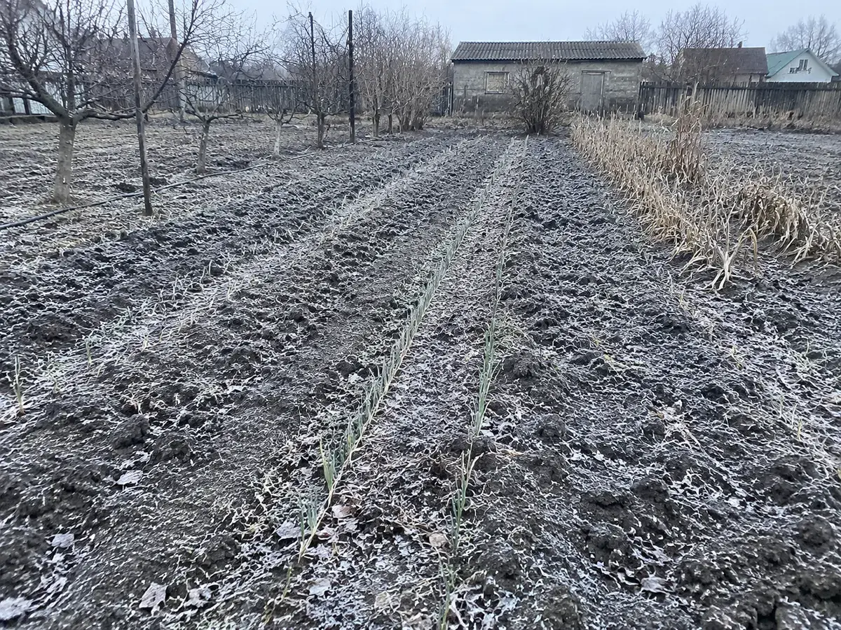 Грядка без снігу взимку, фото читача