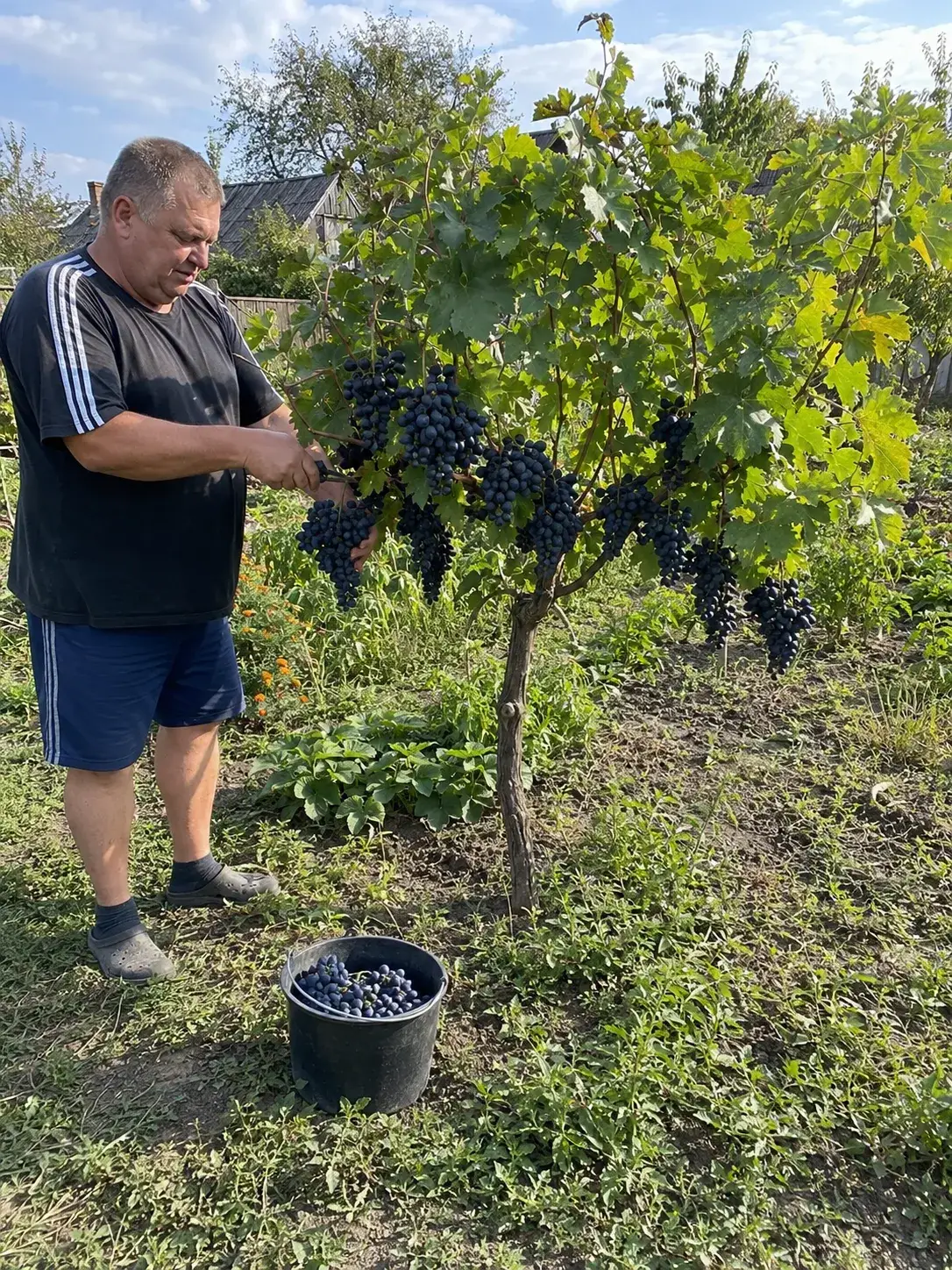 Деревце Микула з гронами