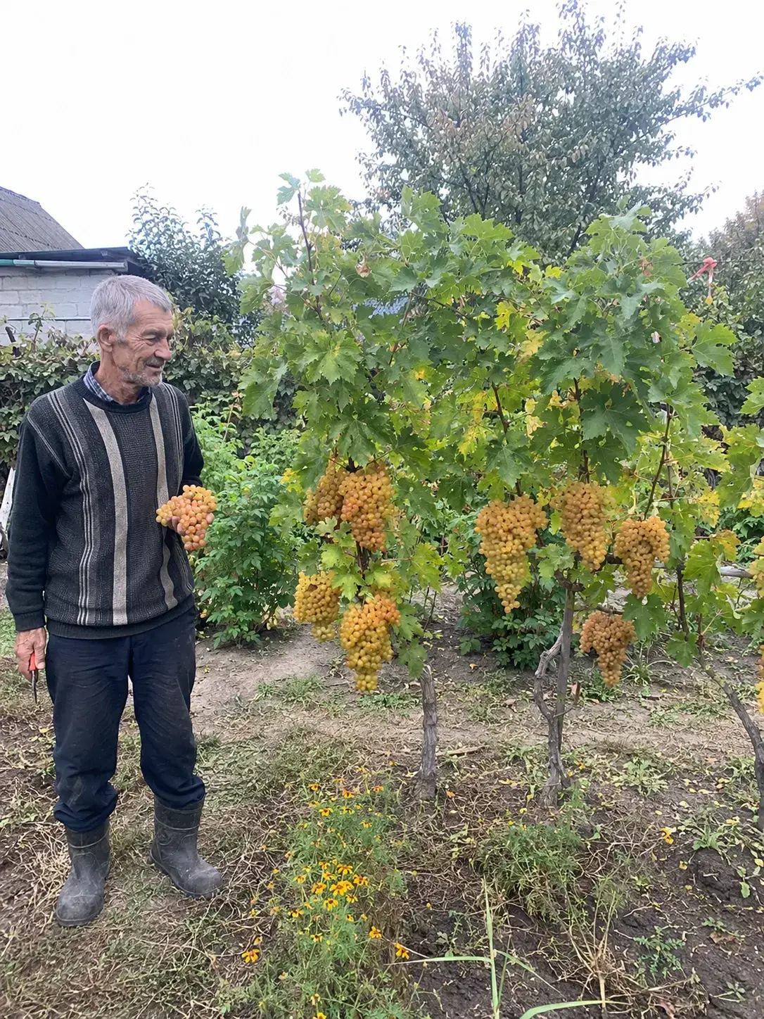 Деревце клієнта Львів