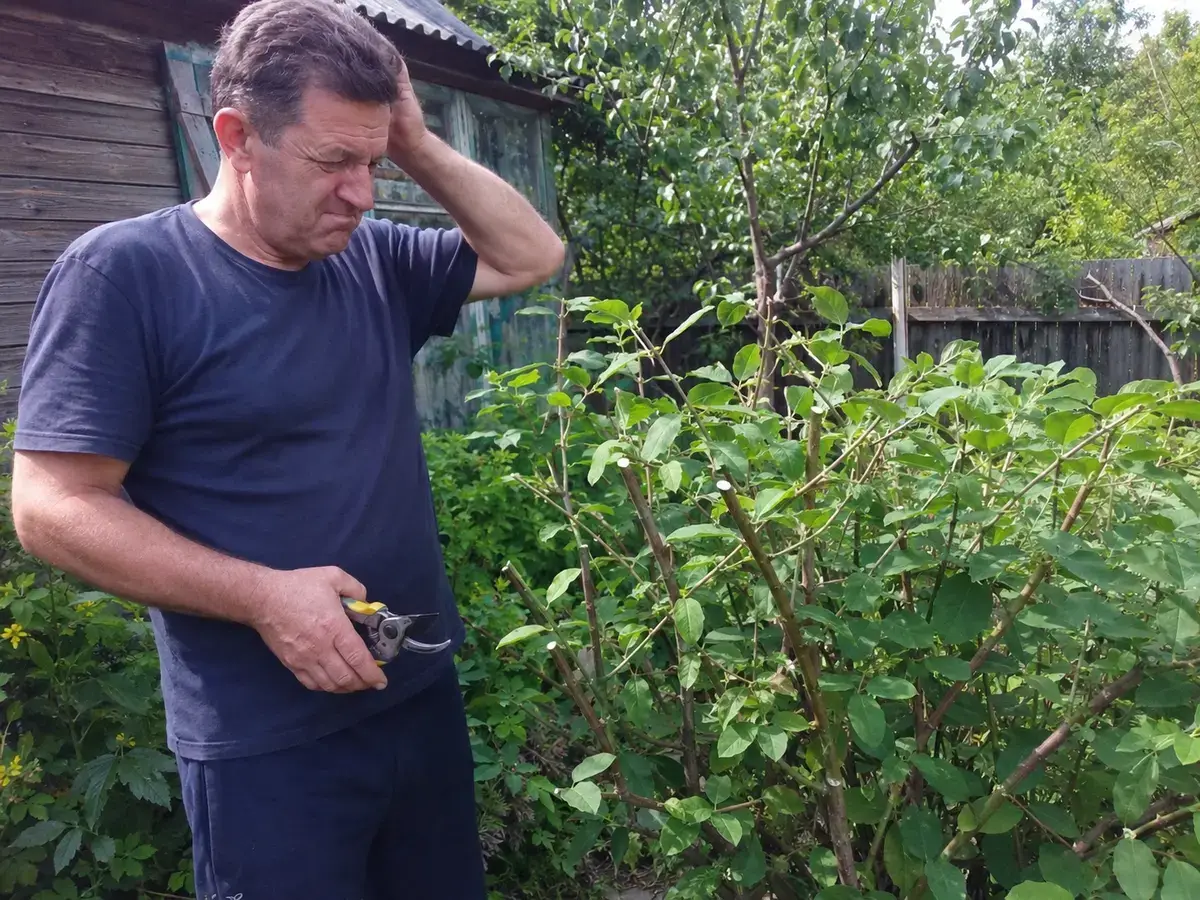 Обрізаний молодий кущ жимолості