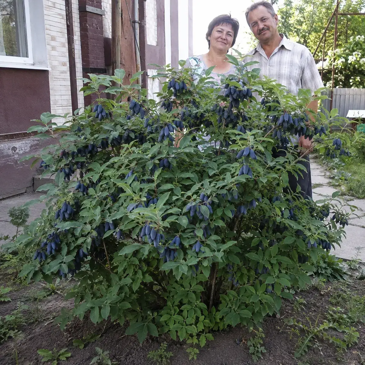 Кущ жимолості