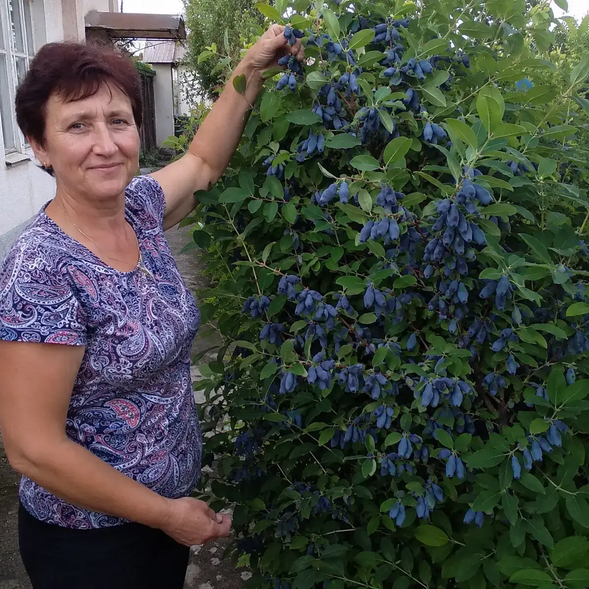 Мазовецький Велетень: саджанець і дорослий кущ