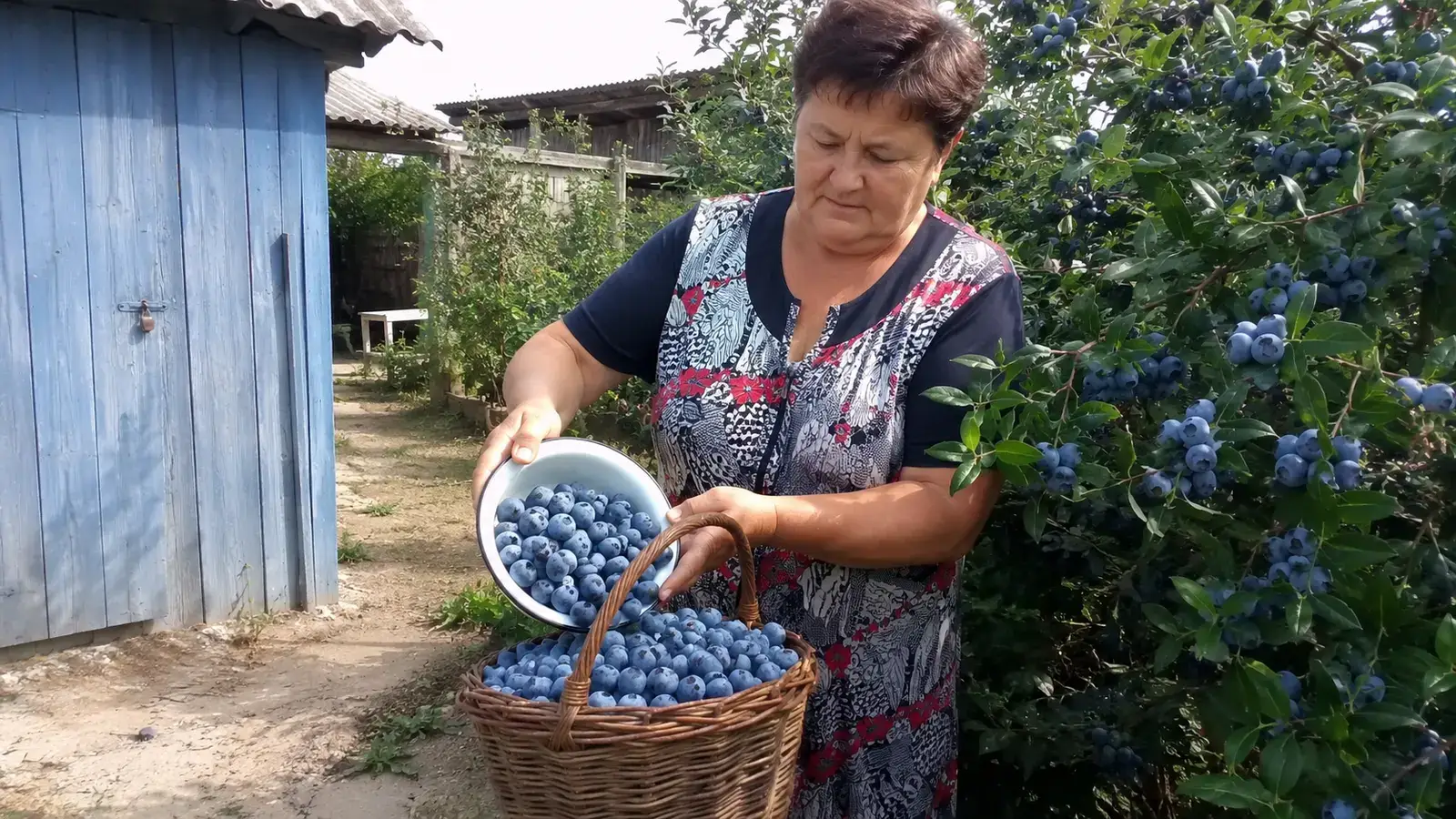 Зібраний урожай лохини в кошику