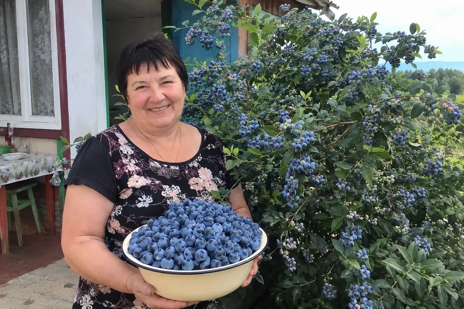 Миска зібраної лохини