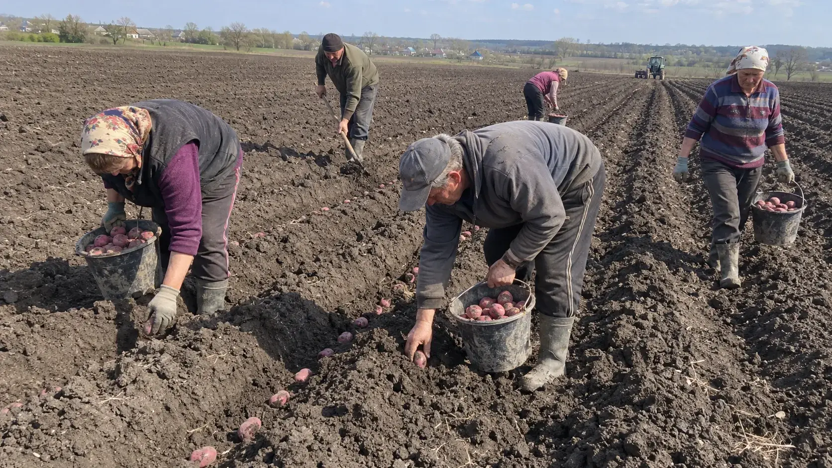 Грядка з осінньою посадкою під мульчею