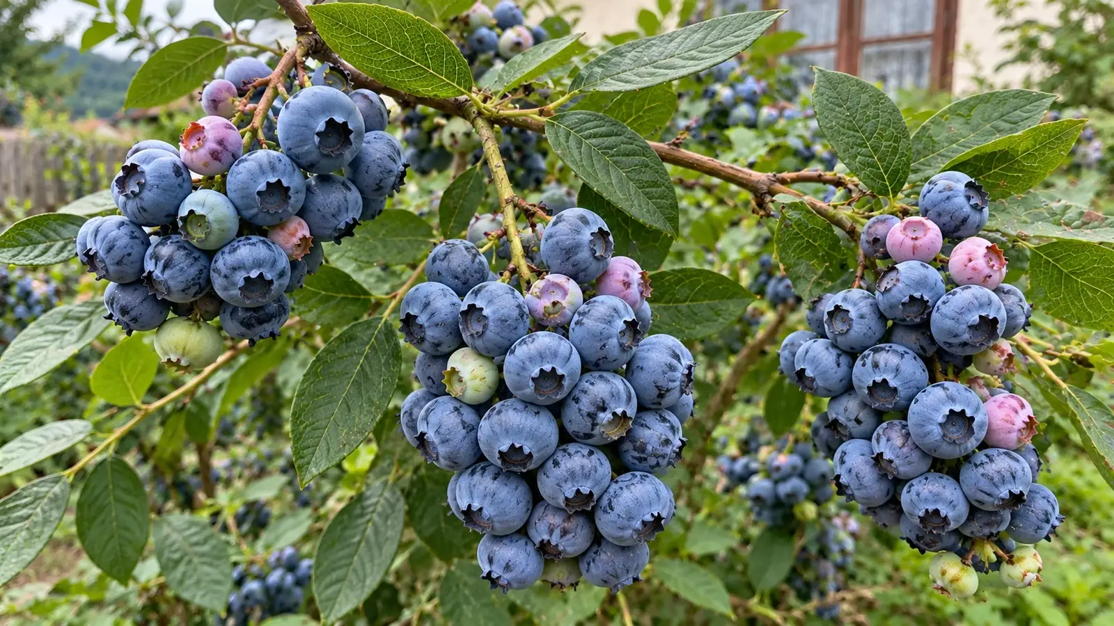 Грона лохини крупним планом