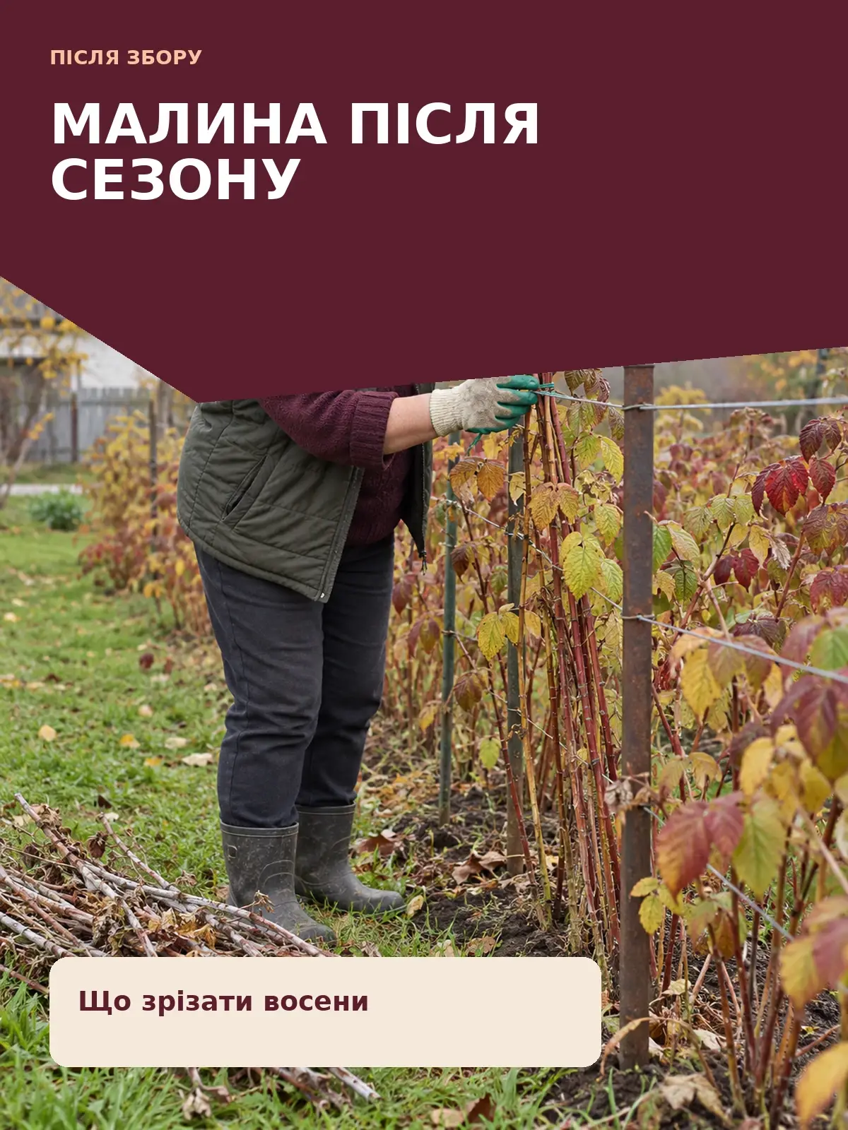 Малина після сезону: що зрізати восени