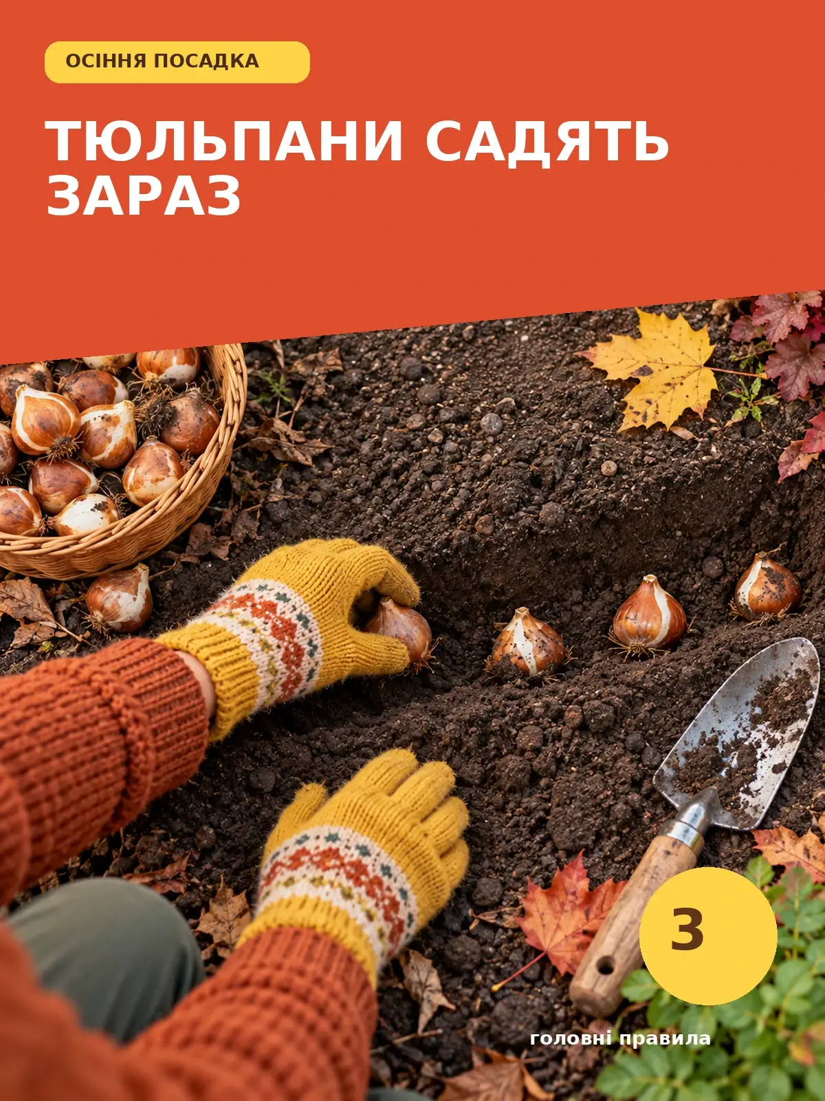 Тюльпани садять зараз: три головні правила