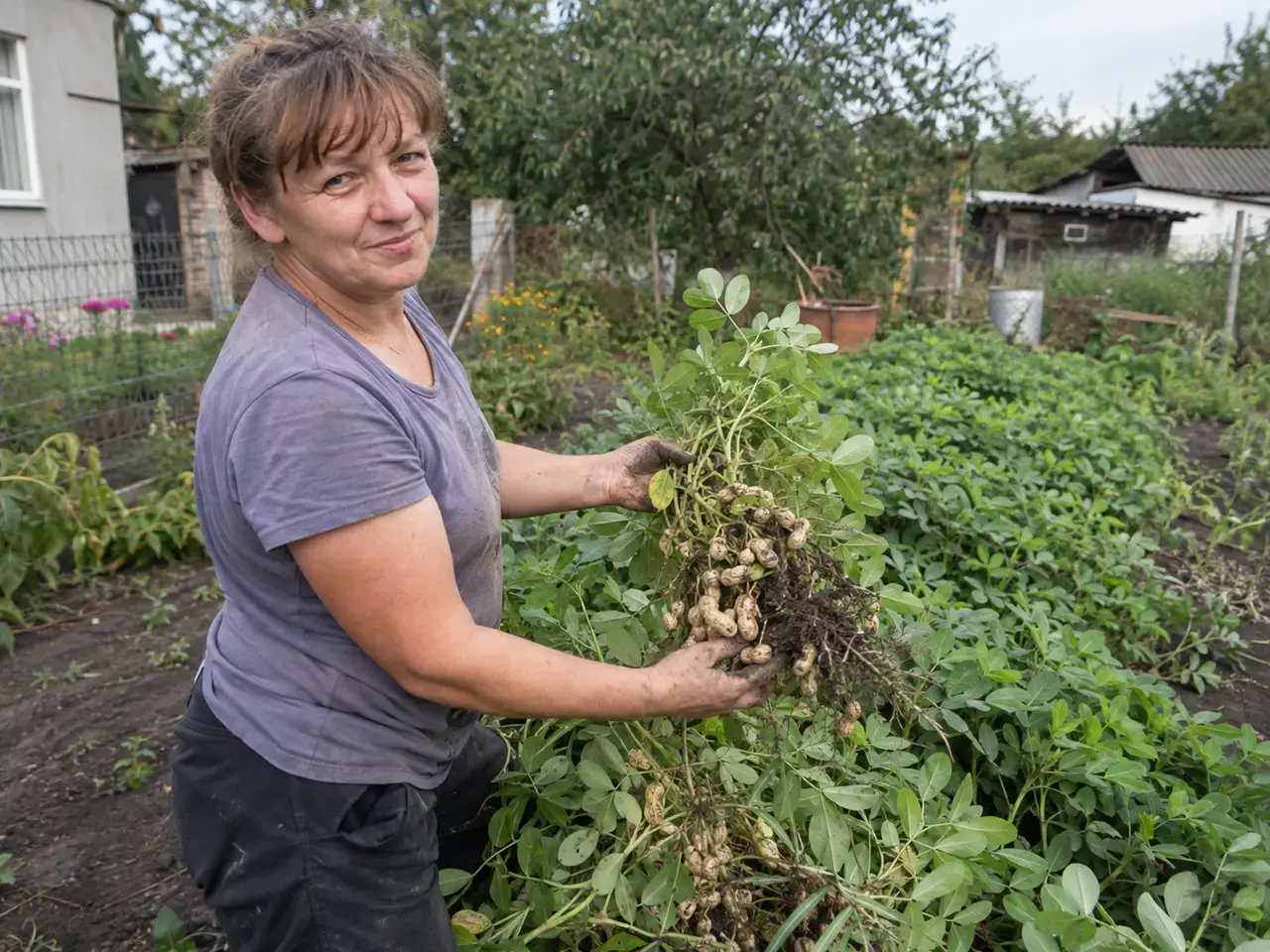 Арахіс «Багатир» — грядка з кущами в липні
